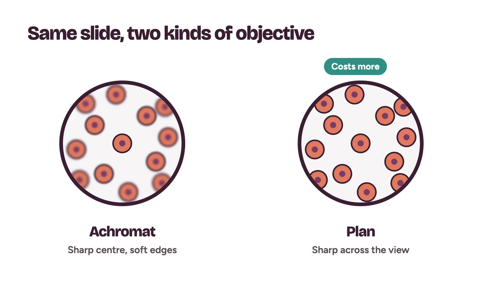 Two microscope views compared: achromat objective with soft edges and plan objective sharp across the whole field